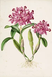 Illustration of Cattleya Skinneri (or Guarianthe Skinneri)